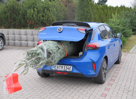 Sicherer Weihnachtsbaum-Transport