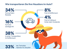Richtige Sicherung des Vierbeiners im Auto