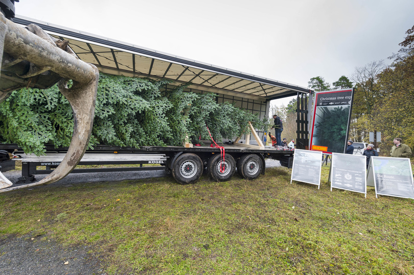 Tipp: Weihnachtsbaum-Transport - Keine Panne mit der Tanne